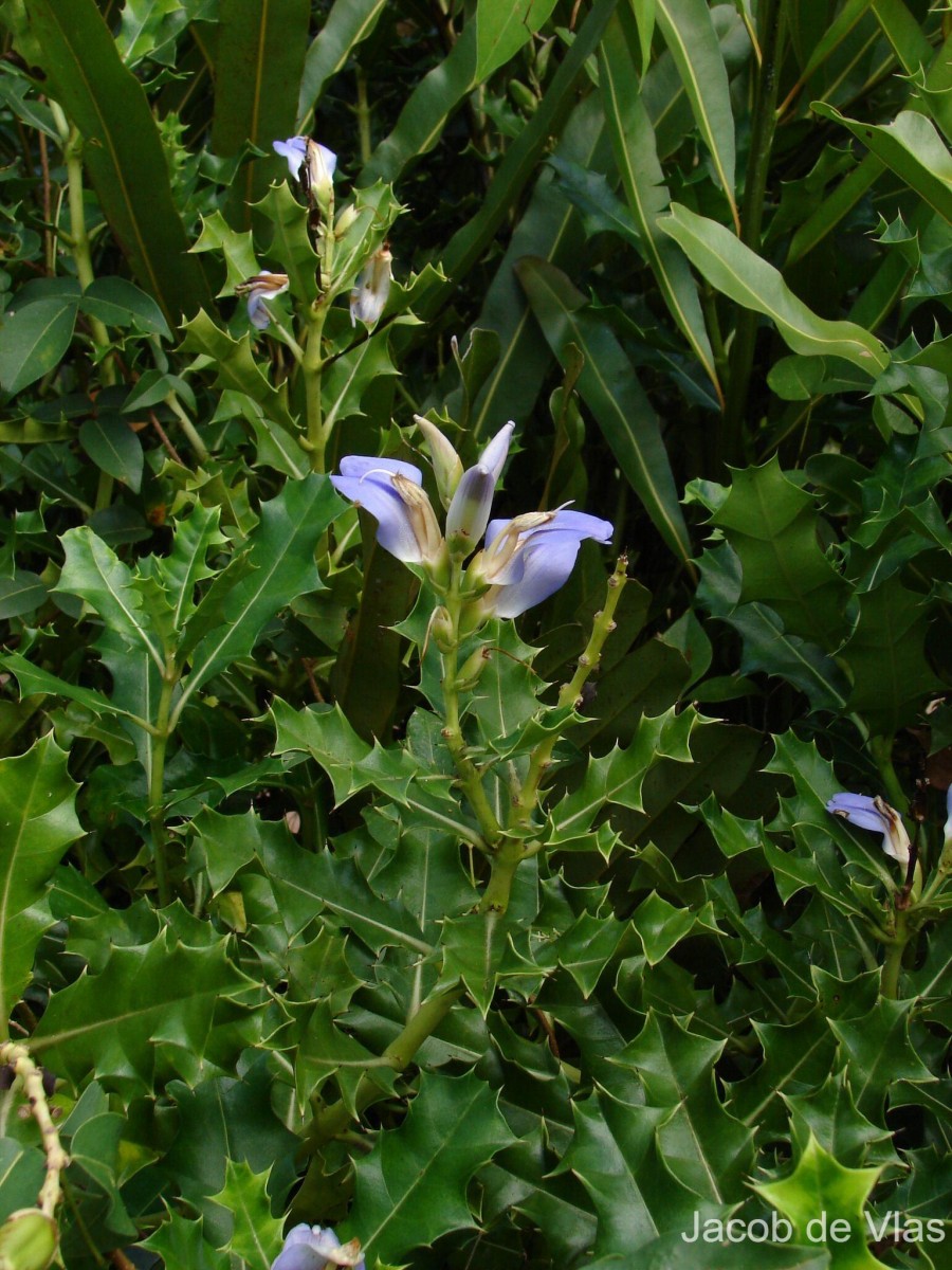 Acanthus ilicifolius L.